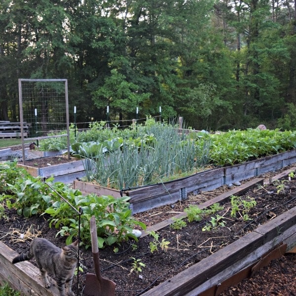 Raised beds filled with healthy organic soil