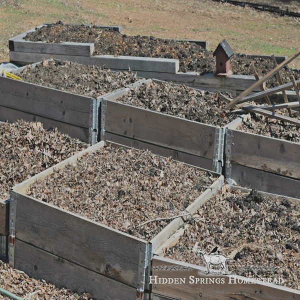 Rows of raised beds with crushed leaves in them to rot over winter to produce healthy soil