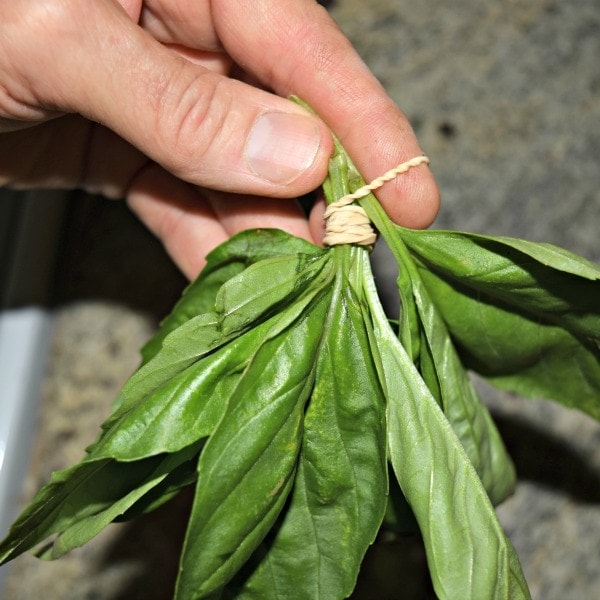 Basil leaves banded together with a rubber band by the stem being held a hand