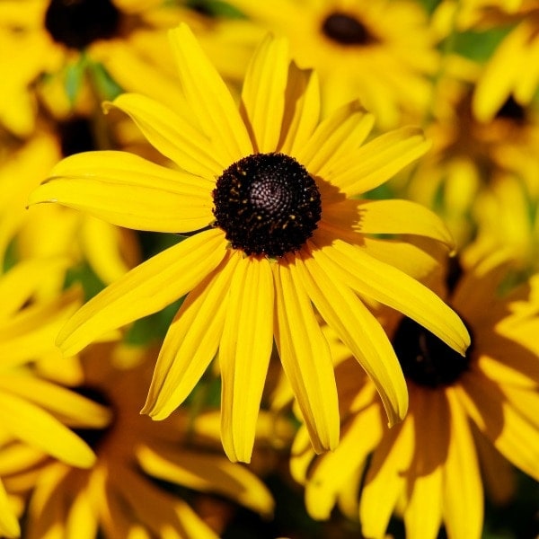 Bright Yellow Cleopatra Coneflower