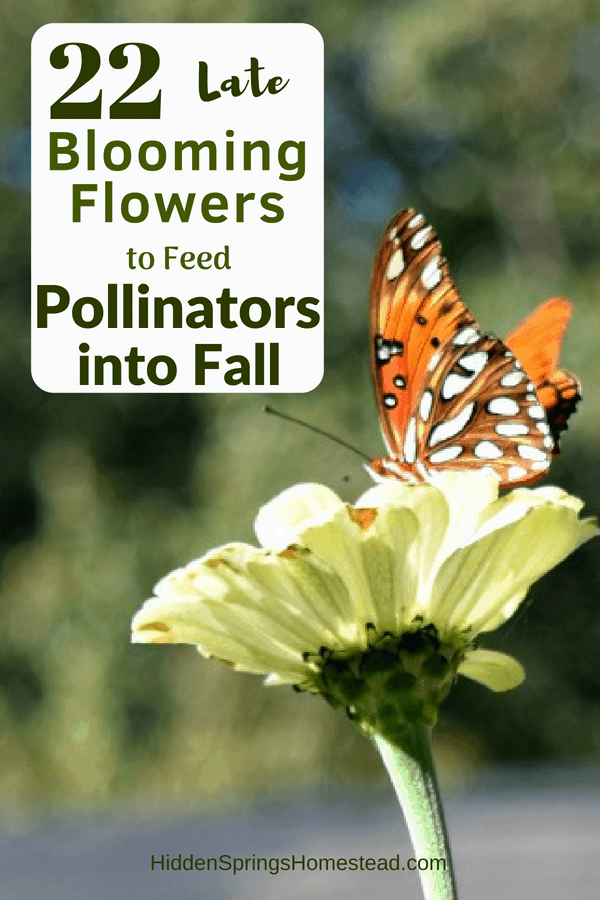 painted lady butterfly on a zinnia with text overlay that reads 22 Late Blooming Flowers to Fee Pollinators into Fall