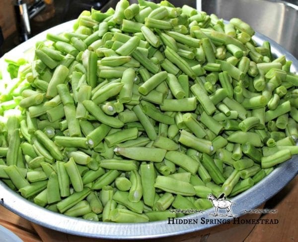 Green Beans Ready to Wash