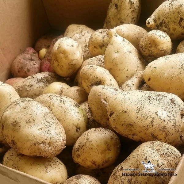 Fresh Dug Potatoes in a cardboard box  Hidden Springs Homestead