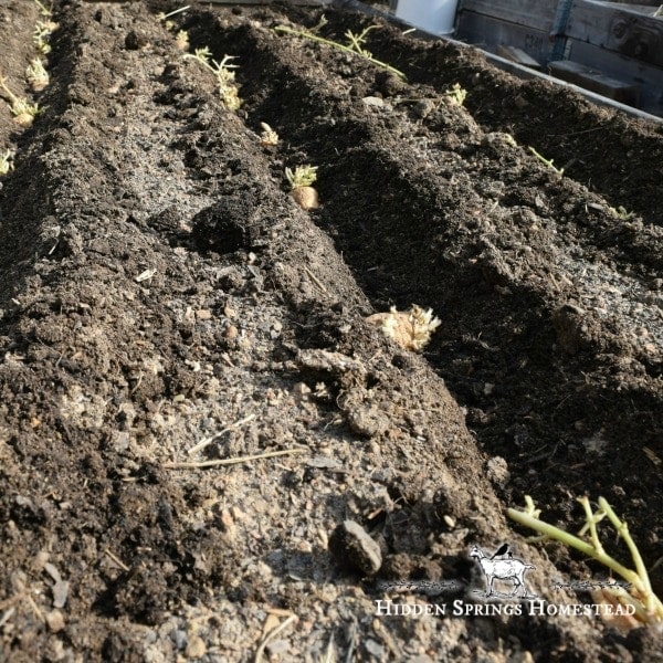 2 rows of chitted potatoes in the ground   Hidden Springs Homestead