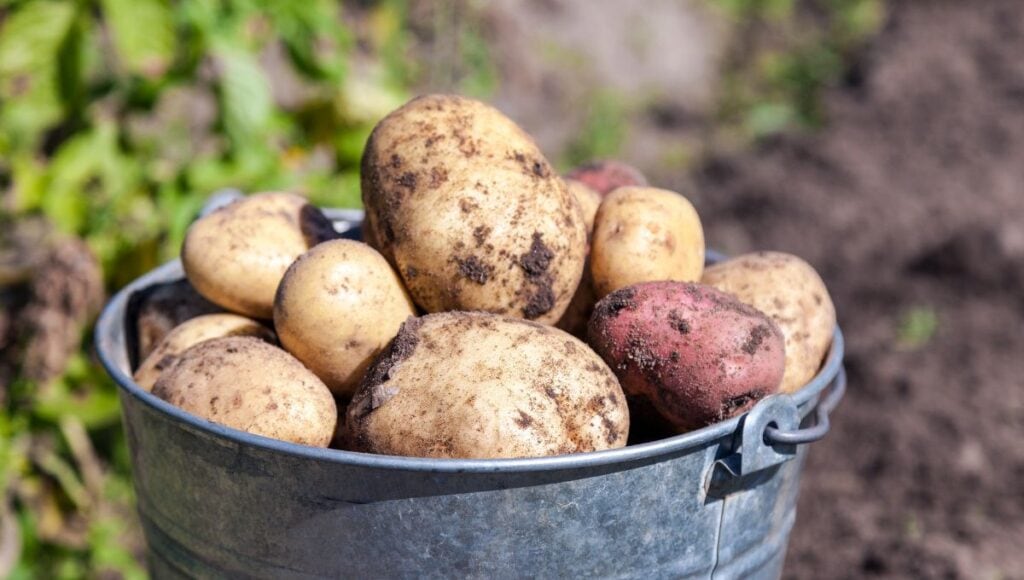 bucket of fresh potatoes