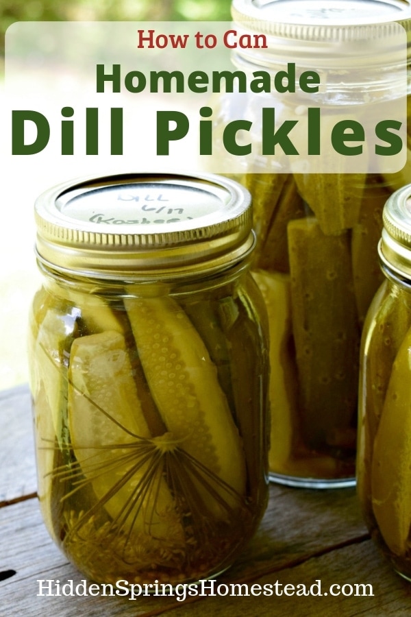 3 jars of fresh canned dill pickles. Make homemade dill pickles with text overlay that reads How to Can Homemade Dill Pickles