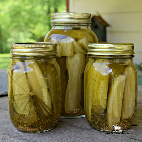 2 jars homemade dill pickles on a table