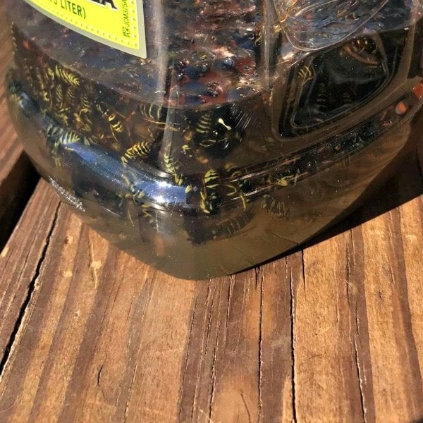 Yellow Jacket Trap in Recycled Plastic Container