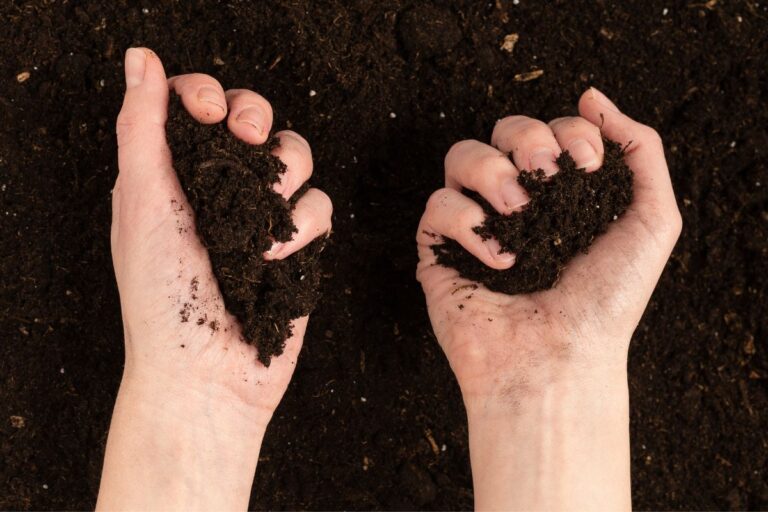 fists of healthy soil