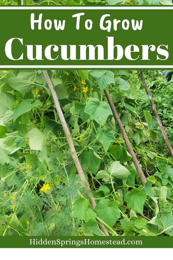 How To Grow Cucumbers Plant Grow And Harvest Hidden Springs