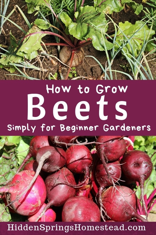 growing beets from seed to harvest Hidden Springs Homestead