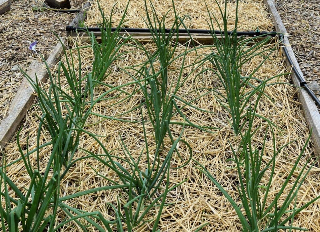 growing onions from sets in rows 6 inches apart in raised beds  Hidden Springs Homestead