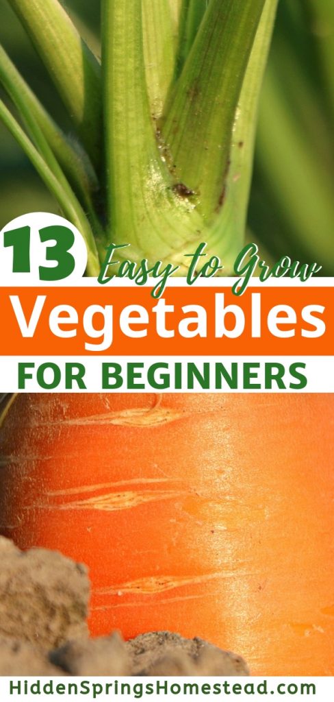 13 easiest to grow vegetables for new gardener or beginner gardeners.  Hidden Springs Homestead
