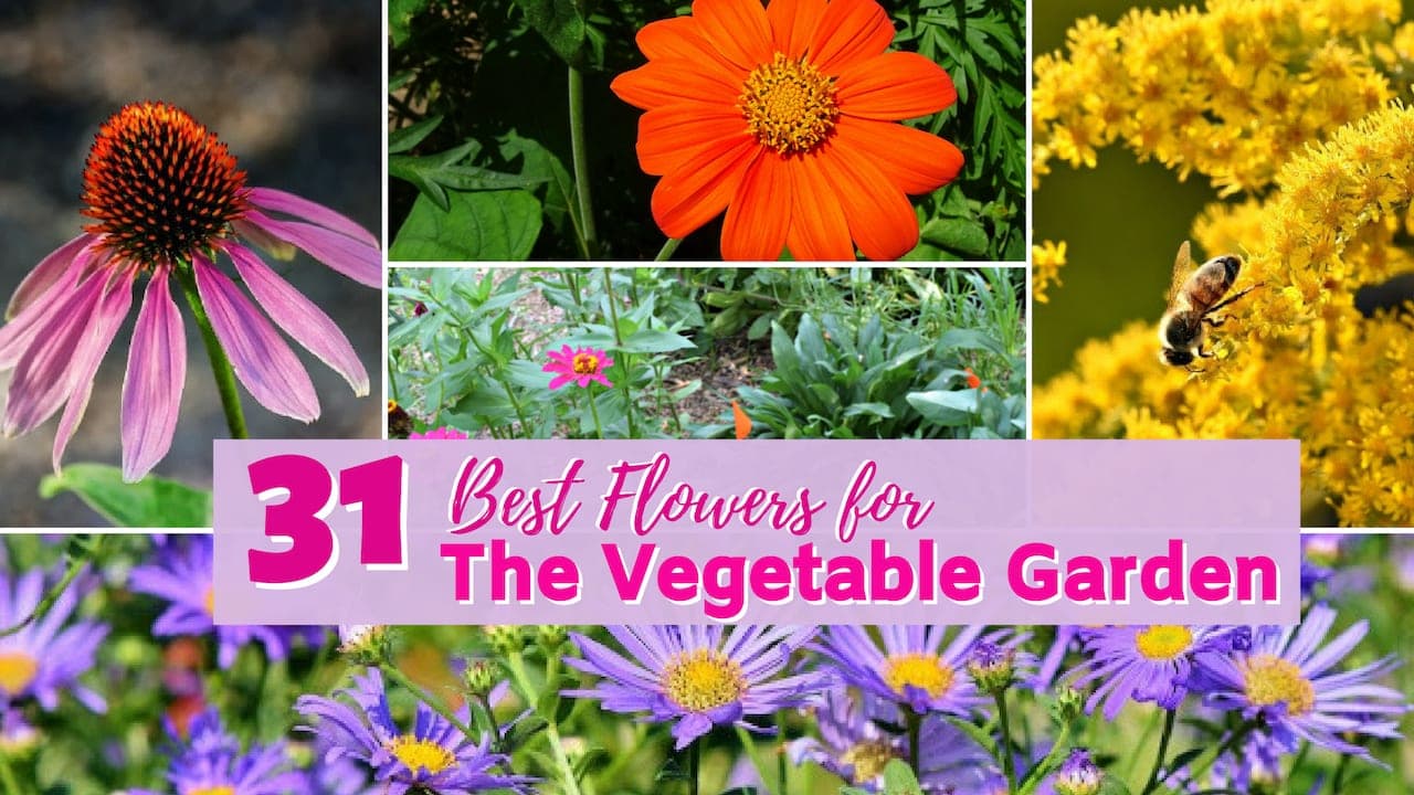 Good flowers to plant in a vegetable garden