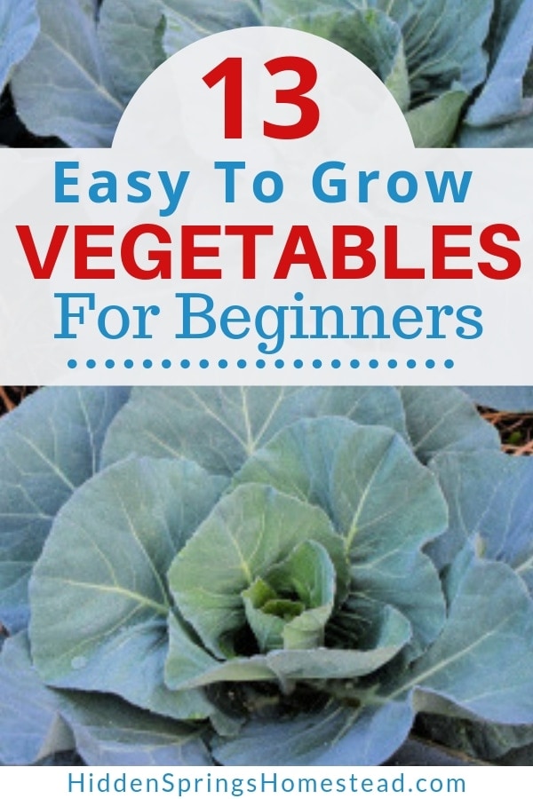easiest to grow vegetables in an awesome list of 13 vegetable  Hidden Springs Homestead