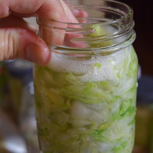 packing cabbage in mason jar for making sauerkraut  Hidden Springs Homestead