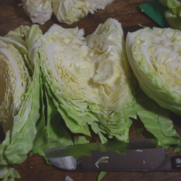 chopped cabbage for making sauerkraut  Hidden Springs Homestead