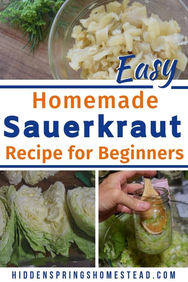 easy homemade sauerkraut in mason jars  Hidden Springs Homestead