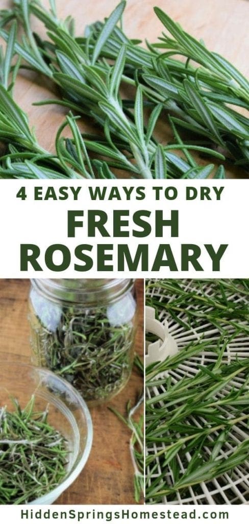 fresh rosemary laying on a dehydrator tray for drying and in a canning jar that is dried