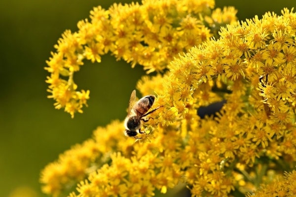 goldenrod to attract natural predators to control tomato fruitworms