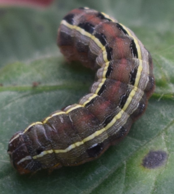 close up of a tomato fruitworm or armyworm