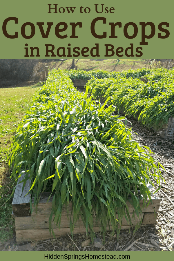 dækafgrøder i hævede senge knap plantet og grønt i en hævet seng