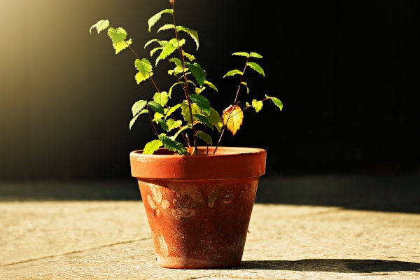 Healthy Grape Vine Seedling in a clay flower pot will sell to make money homesteading