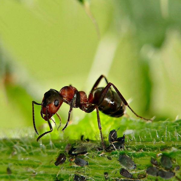 red garden ant in garden with aphids