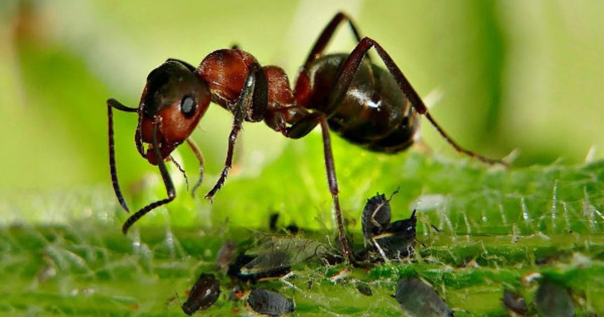 How To Get Rid Of Ants In The Garden