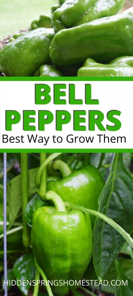 bell peppers growing on a pepper plant