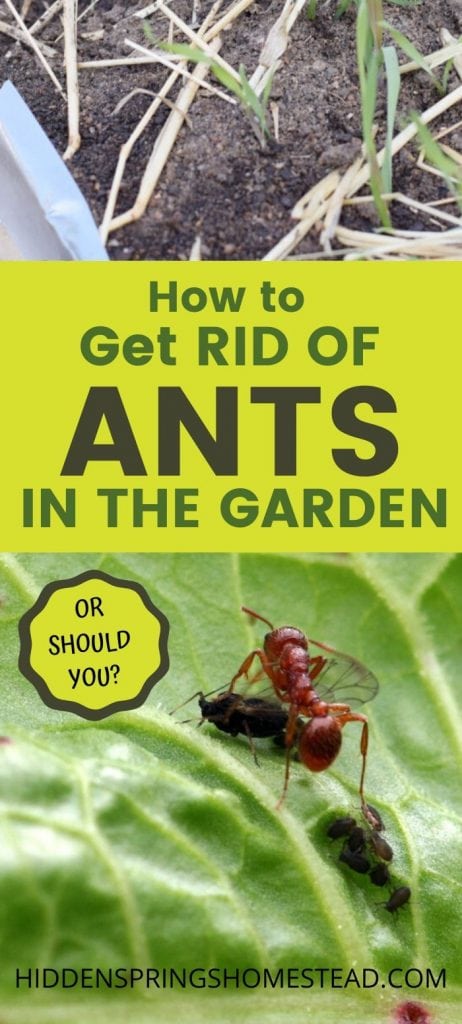 pin image how to get rid of ants in garden