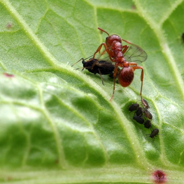 ant in the garden with aphids killing a black fly