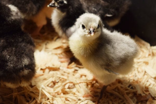 tiny Lavender Orpington chick standing under light in the brooder