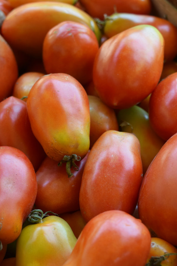 growing tomatoes- Roma tomatoes in a basket