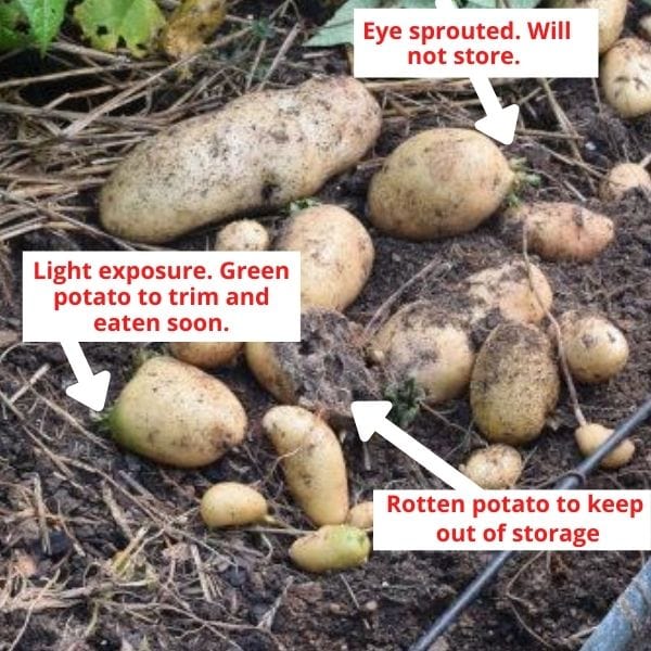 pile of freshly dug potatoes with problems that will not store for winter