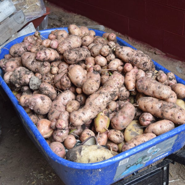 wheelbarrow full of fresh dug potatoes for storing for winter at home. 