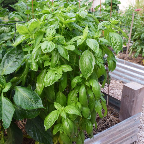 tall green basil plant in a raised bed that was started from seeds