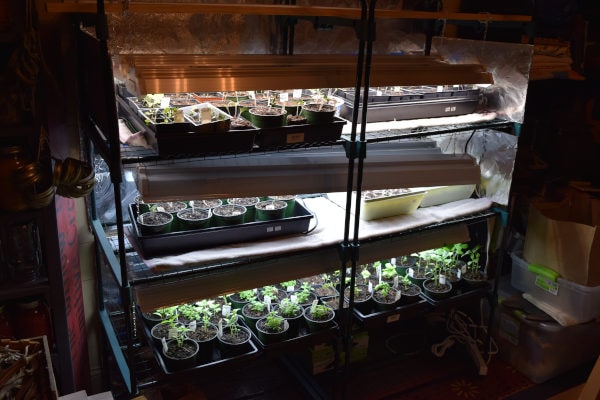 shelves, grow lights and seedlings a system setup for growing basil seeds indoors