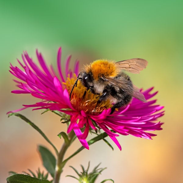 Bumblebee pollinator on a pink aster in late fall.