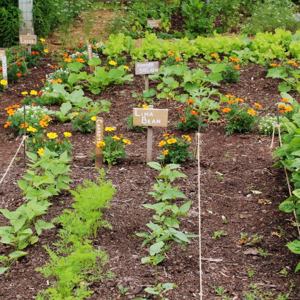 starting a garden with small rows of carrots, beans, and marigolds in an in-ground garden 