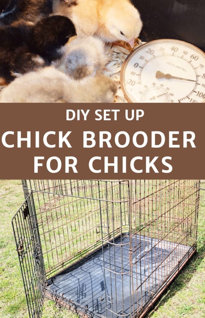 baby chicks by a thermometer and a dog kennel with text over lay that reads DIY Set Up Chick Brooder For Chicks