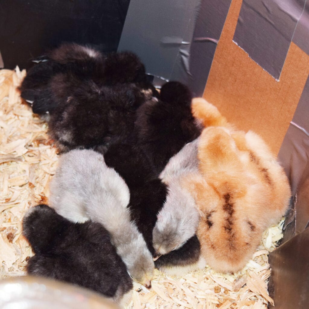 baby chicks in a brooder box set up for chicks all cuddled and sleeping soundly
