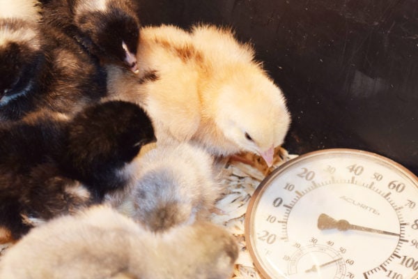 baby chick in a brooder setup looking at a thermometer