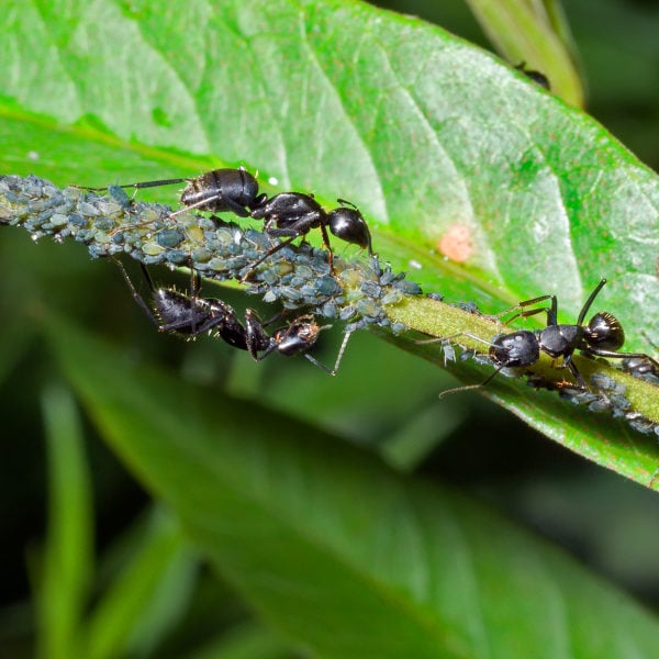 Black ants and aphids on a stem in the garden.