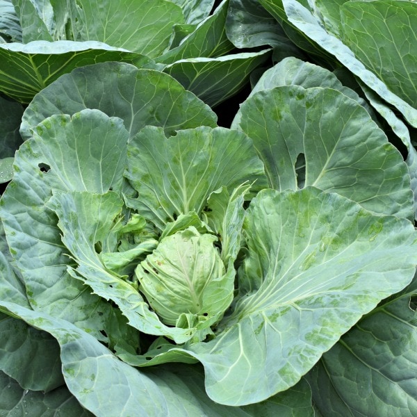 Close up of a cabbage head showing damage from cabbage worms.