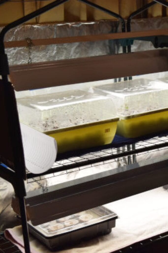 grow lights attached to a shelf with seed starting trays on them