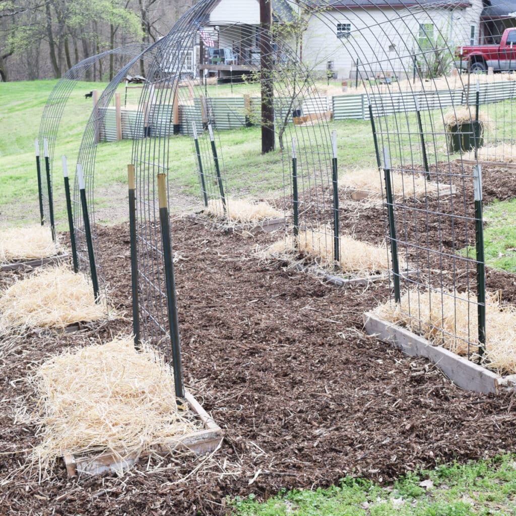 Multiple raised garden beds filled with brown cover crops and connected with wire trellises made from cattle panels and metal t-posts. House, raised garden beds, and pickup truck in the background.