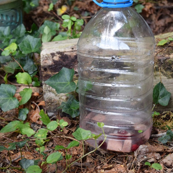 Yellow jacket trap made from a recycled clear plastic jug placed on the ground amid green ivy.