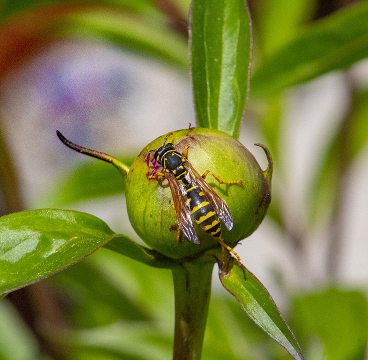 Close up of a yellow jacket on a bright green piece of fruit.