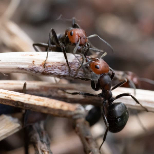 2 common black garden ants on garden straw